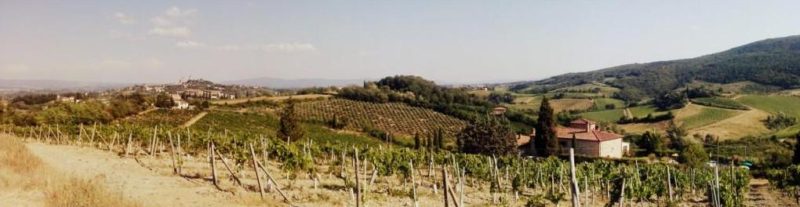vinice vernaccia itálie