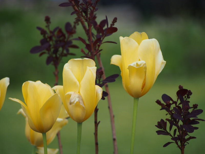 tulipány žluté