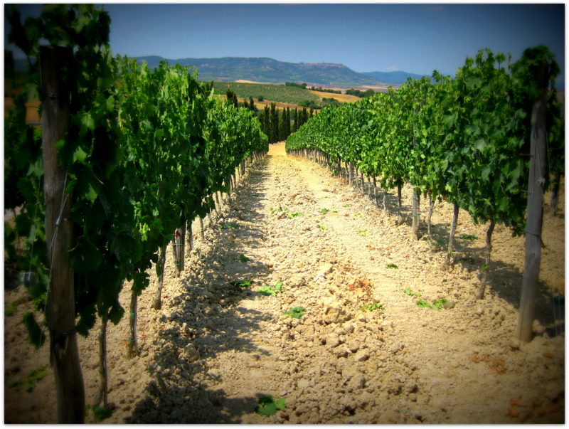 Montalcino - rozlehlé vinice